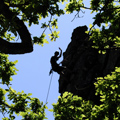 abseiler